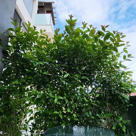 Apartment Rosemarie